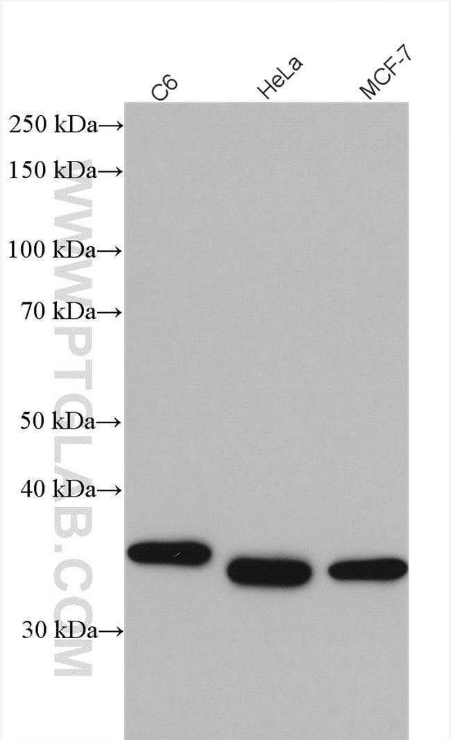 Thymidylate synthase Antibody in Western Blot (WB)