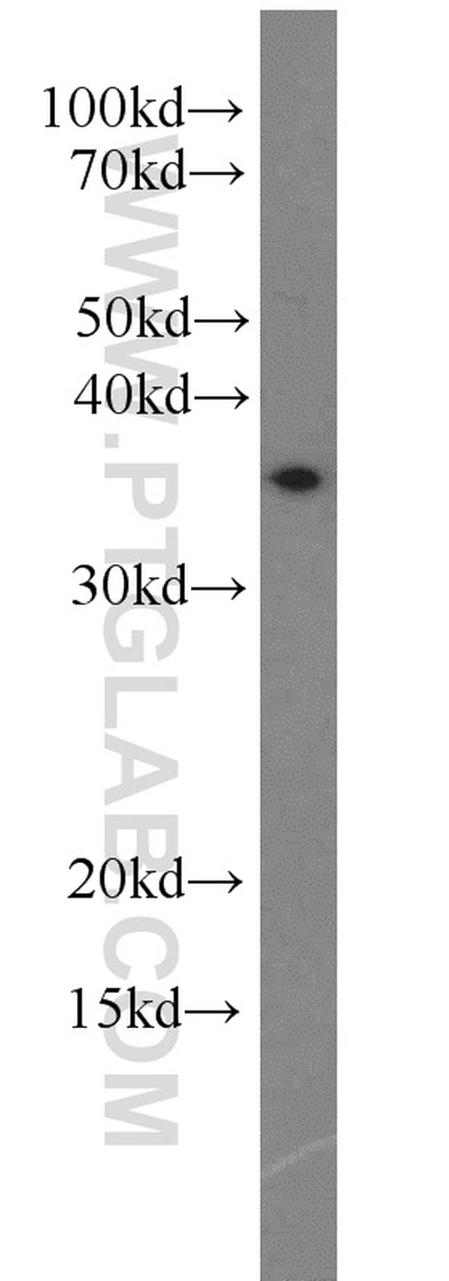 TRNAU1AP/SECP43 Antibody in Western Blot (WB)