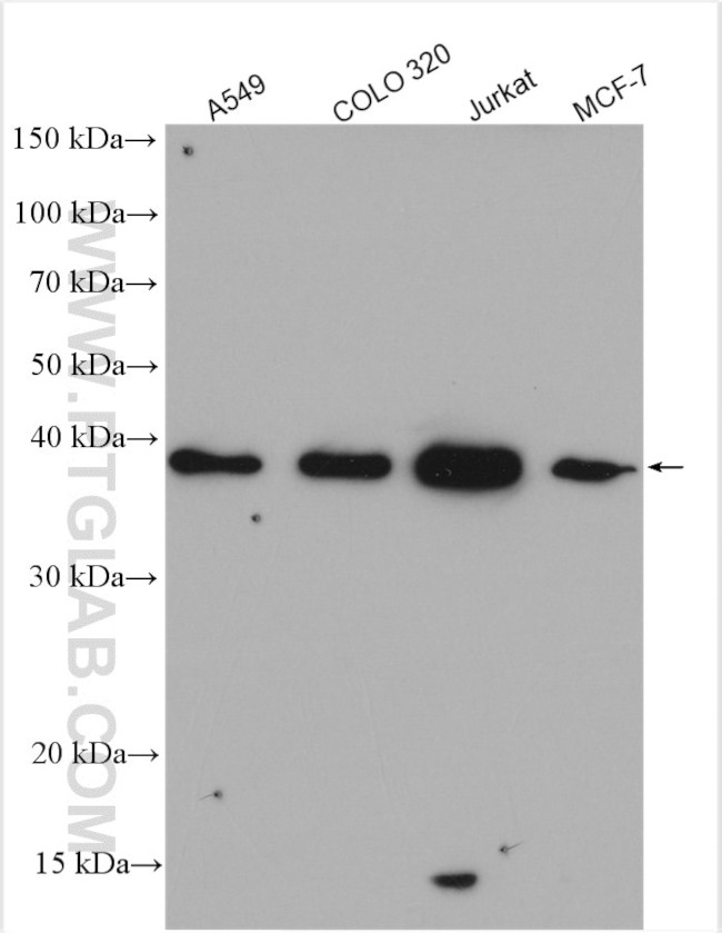 TRNAU1AP/SECP43 Antibody in Western Blot (WB)