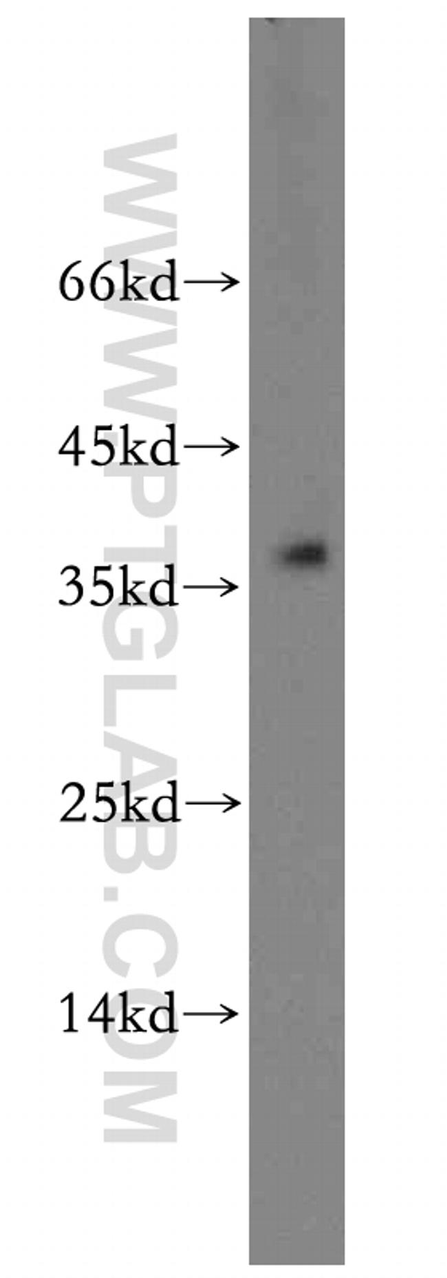 TRNAU1AP/SECP43 Antibody in Western Blot (WB)