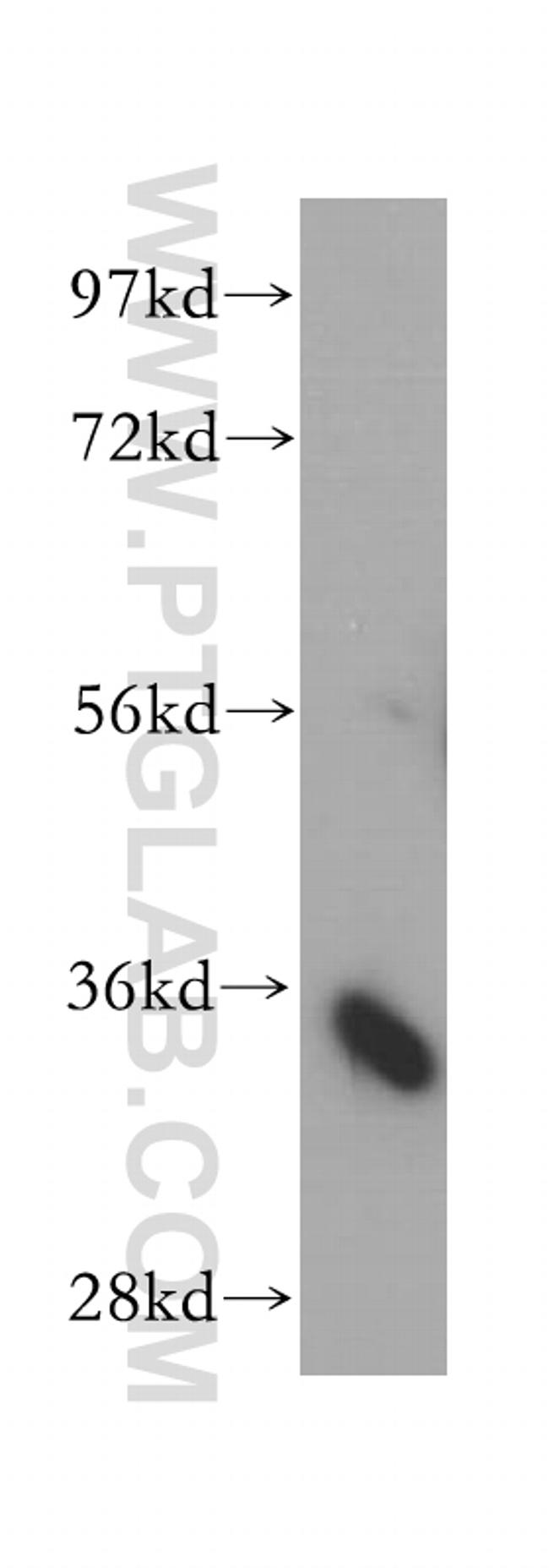 ARPC2 Antibody in Western Blot (WB)