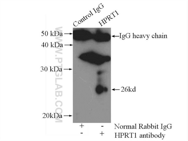 HPRT1 Antibody in Immunoprecipitation (IP)