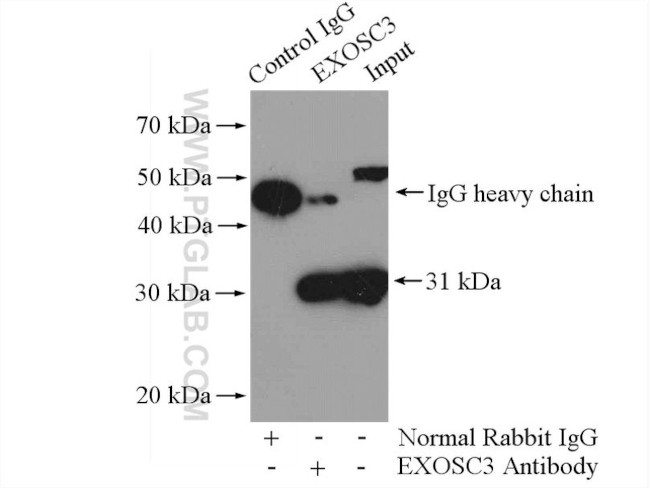 EXOSC3 Antibody in Immunoprecipitation (IP)