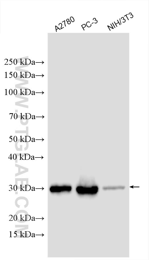 EXOSC3 Antibody in Western Blot (WB)