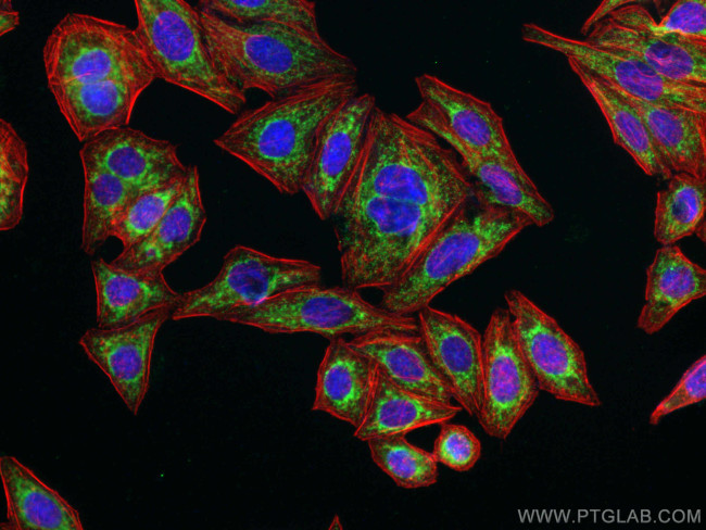 NDUFS3 Antibody in Immunocytochemistry (ICC/IF)