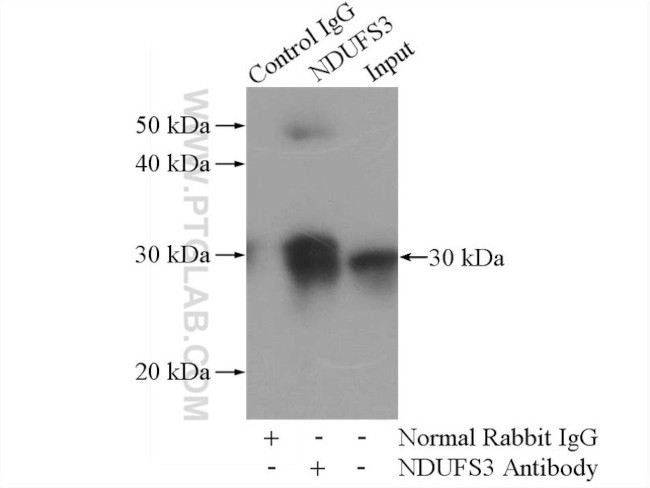 NDUFS3 Antibody in Immunoprecipitation (IP)