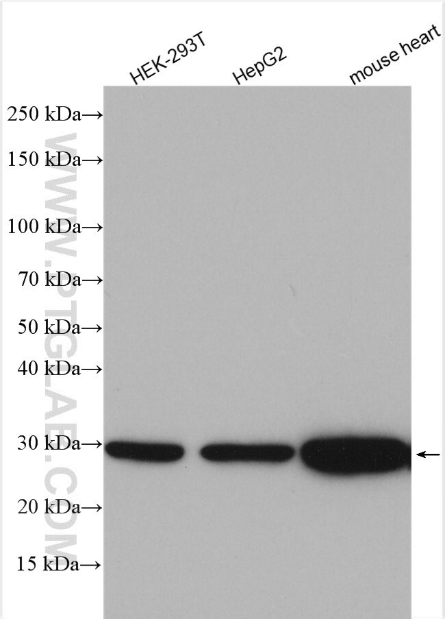 NDUFS3 Antibody in Western Blot (WB)