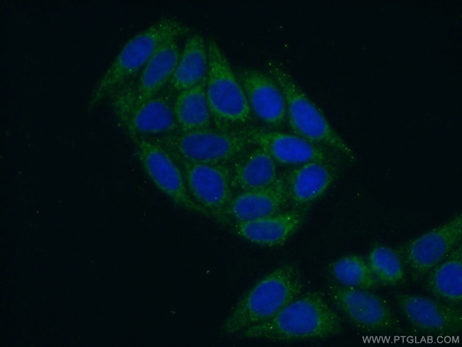 TARS2 Antibody in Immunocytochemistry (ICC/IF)