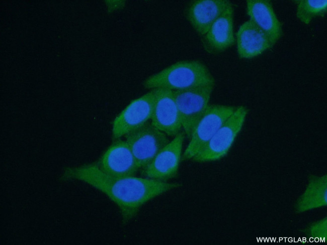 PCBP2 Antibody in Immunocytochemistry (ICC/IF)