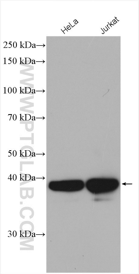 PCBP2 Antibody in Western Blot (WB)