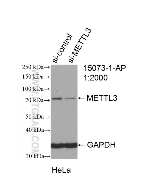 METTL3 Antibody in Western Blot (WB)