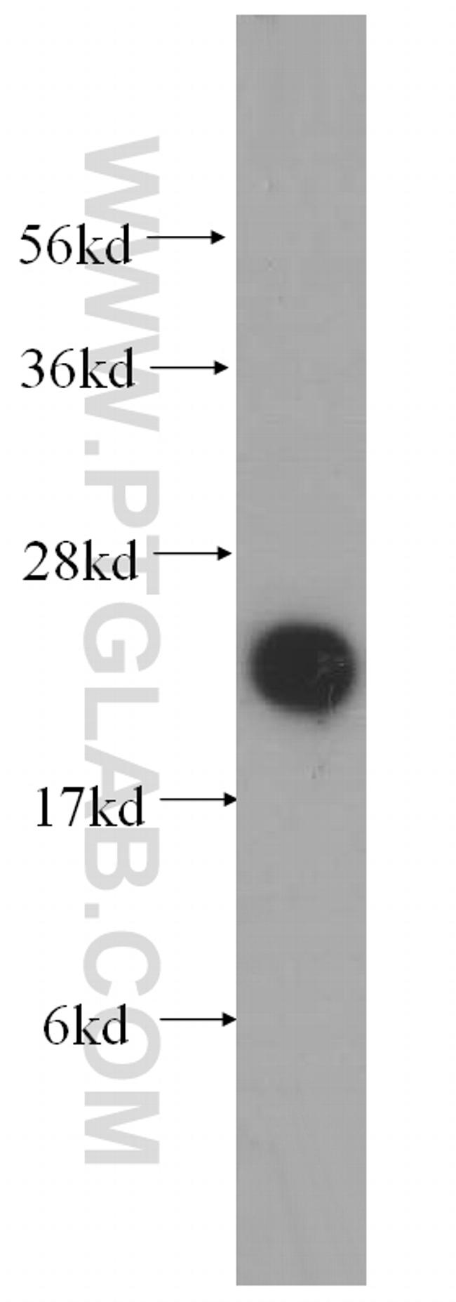 COQ7 Antibody in Western Blot (WB)