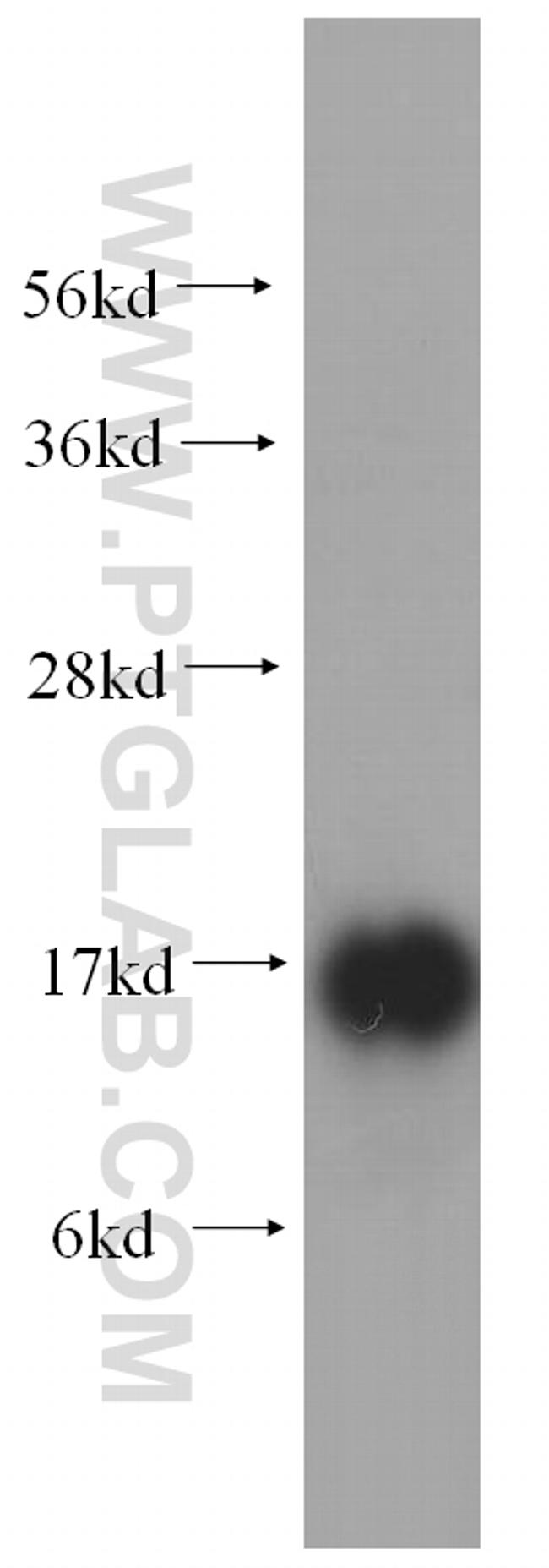 RPS19 Antibody in Western Blot (WB)