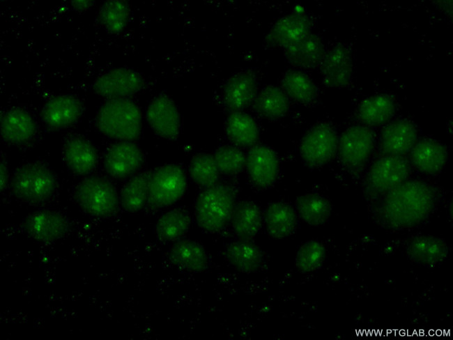 POLR2H Antibody in Immunocytochemistry (ICC/IF)