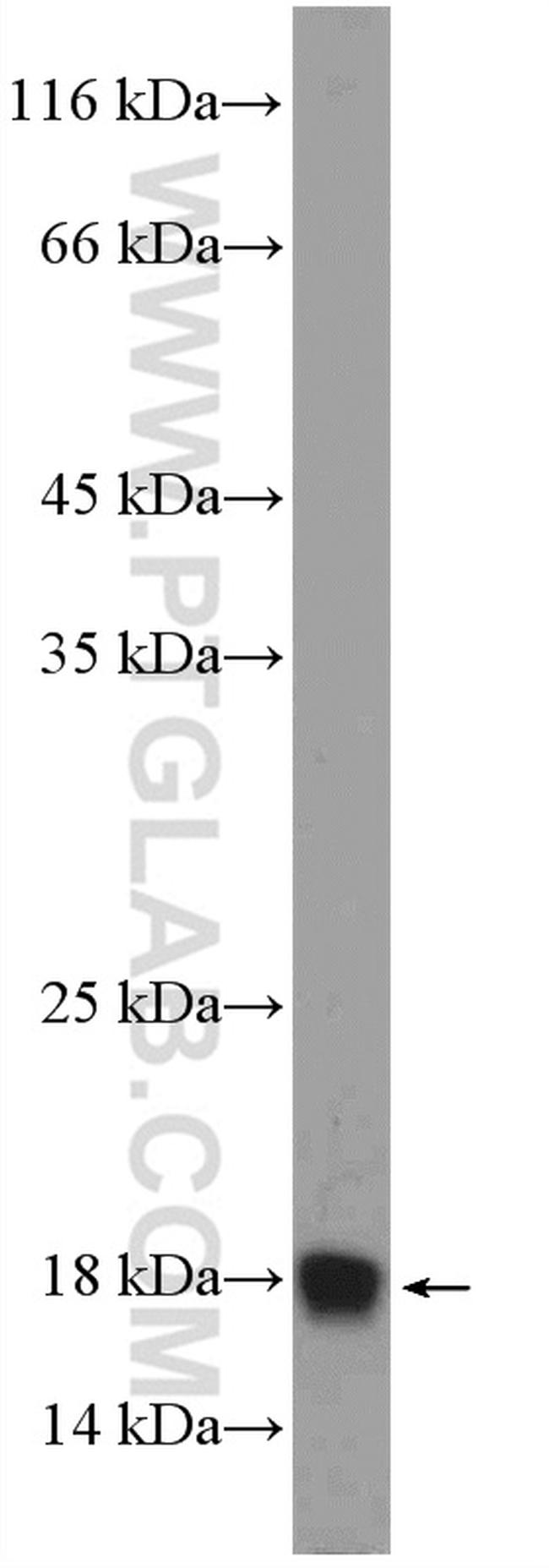 POLR2H Antibody in Western Blot (WB)