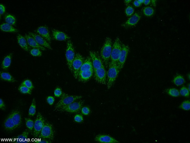 NAGA Antibody in Immunocytochemistry (ICC/IF)