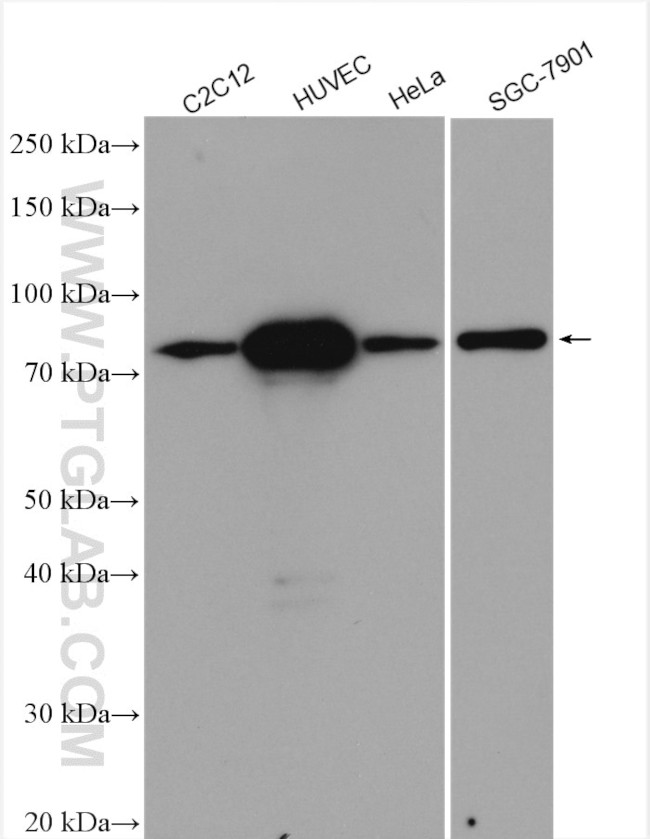 TGM2 Antibody in Western Blot (WB)