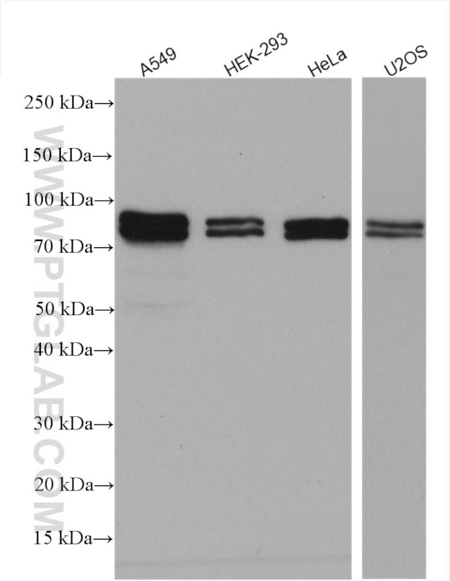 TNIP1 Antibody in Western Blot (WB)