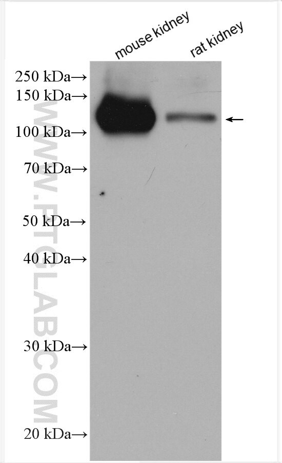 Cadherin-16 Antibody in Western Blot (WB)