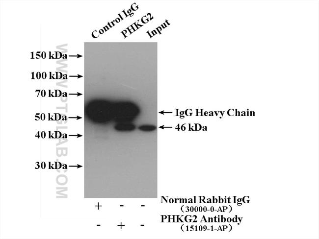 PHKG2 Antibody in Western Blot (WB)