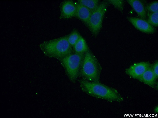 NSDHL Antibody in Immunocytochemistry (ICC/IF)