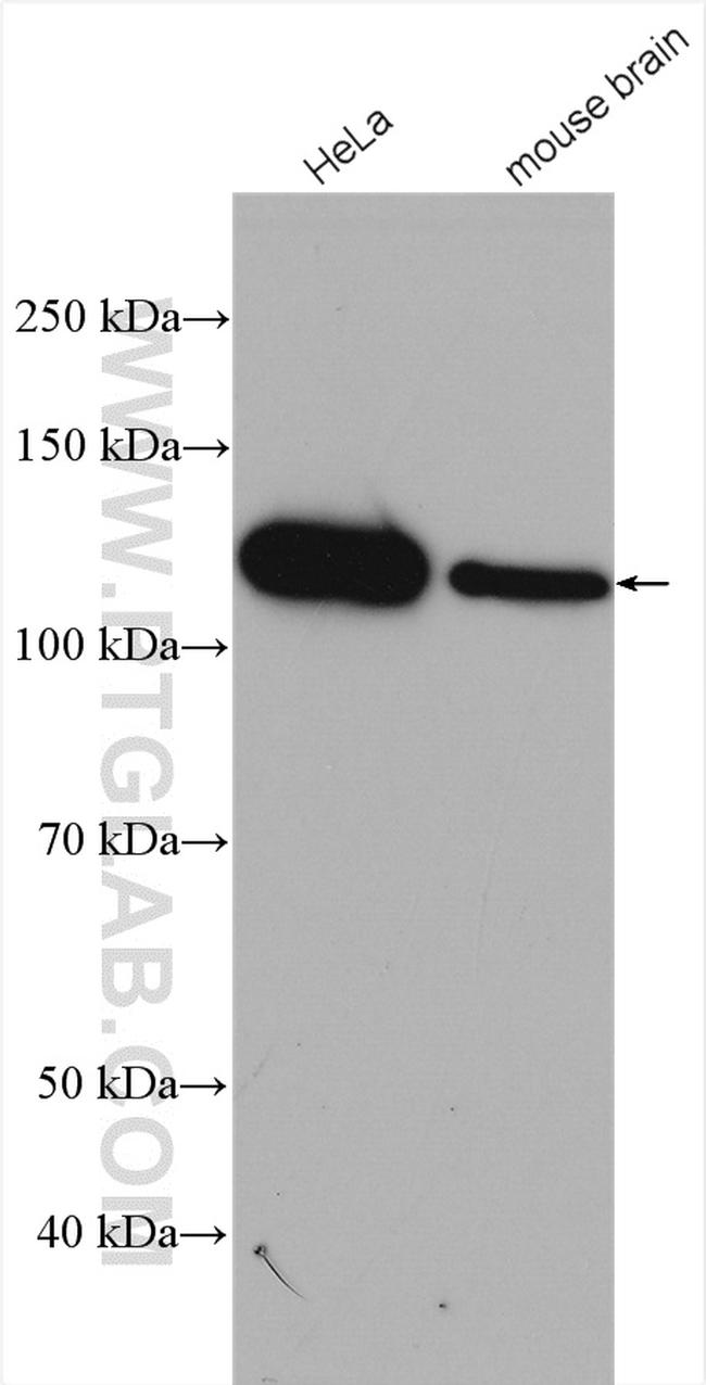 CAPRIN1 Antibody in Western Blot (WB)