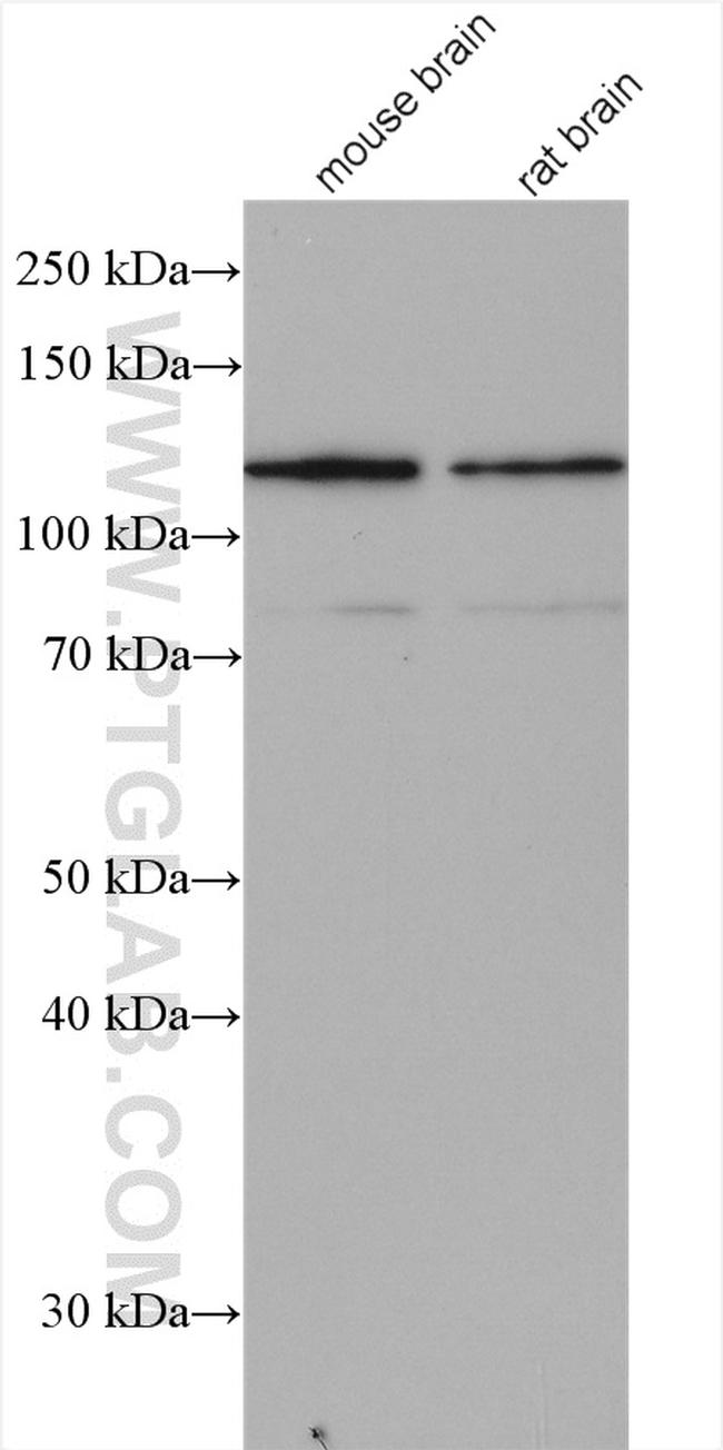 CAPRIN1 Antibody in Western Blot (WB)