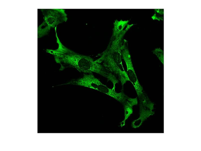 CAPRIN1 Antibody in Immunocytochemistry (ICC/IF)