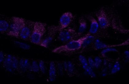 CAPRIN1 Antibody in Immunohistochemistry (Frozen) (IHC (F))