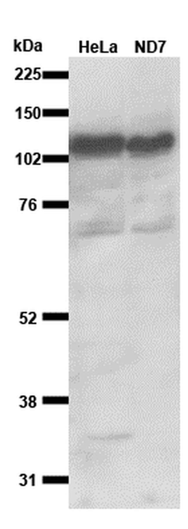 CAPRIN1 Antibody in Western Blot (WB)