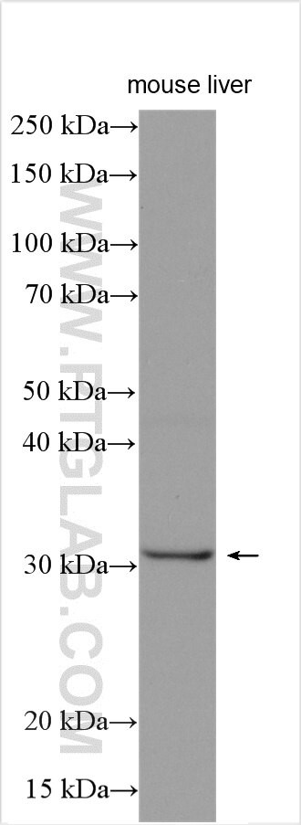 SIRT5 Antibody in Western Blot (WB)