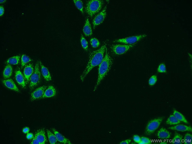 OGG1 Antibody in Immunocytochemistry (ICC/IF)