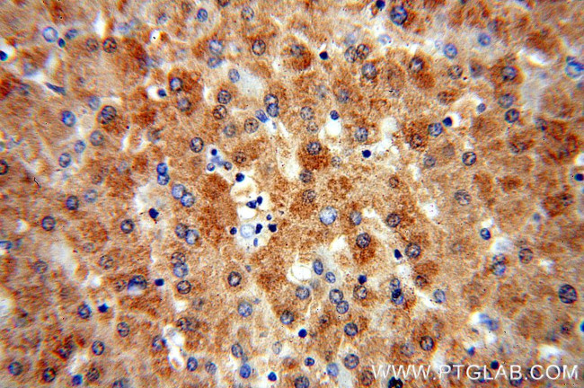 OGG1 Antibody in Immunohistochemistry (Paraffin) (IHC (P))