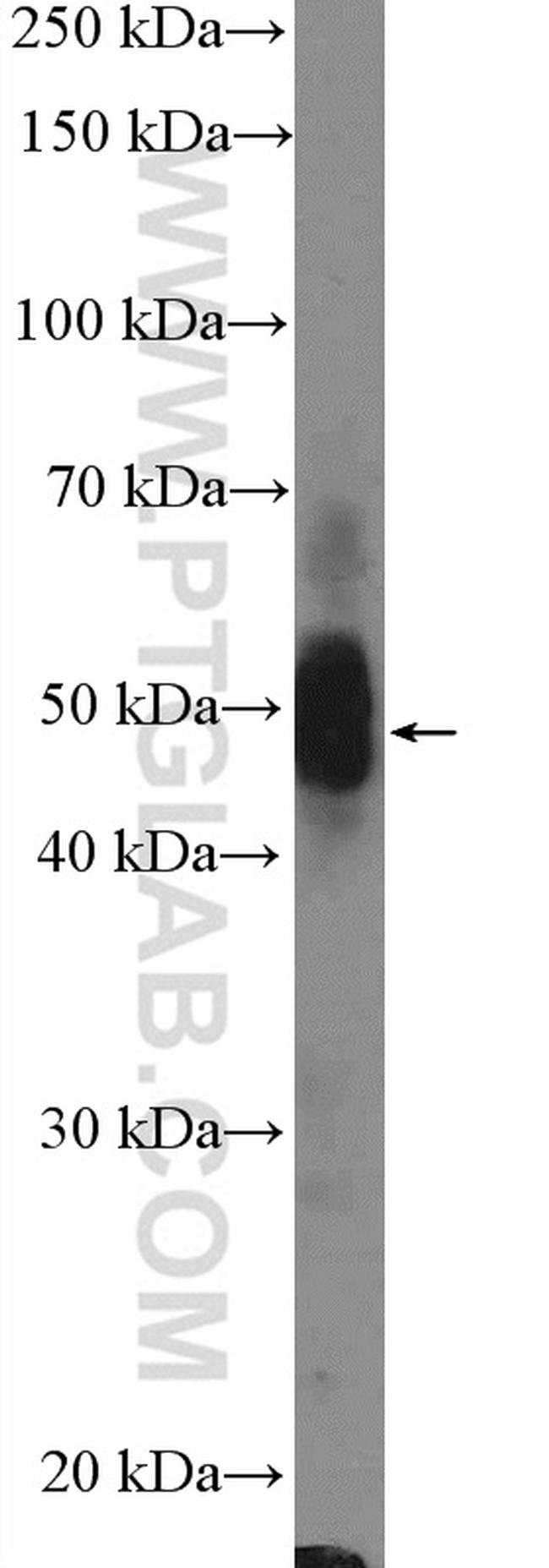 OGG1 Antibody in Western Blot (WB)