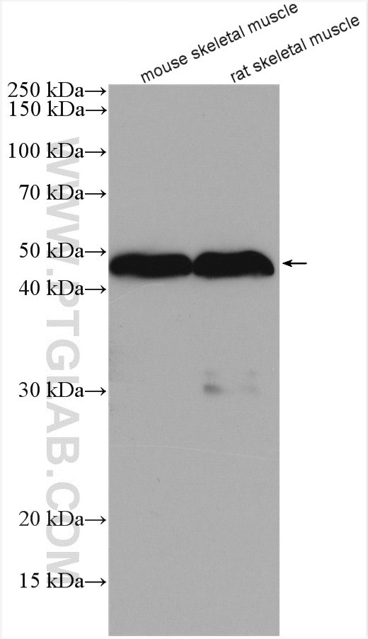 OGG1 Antibody in Western Blot (WB)