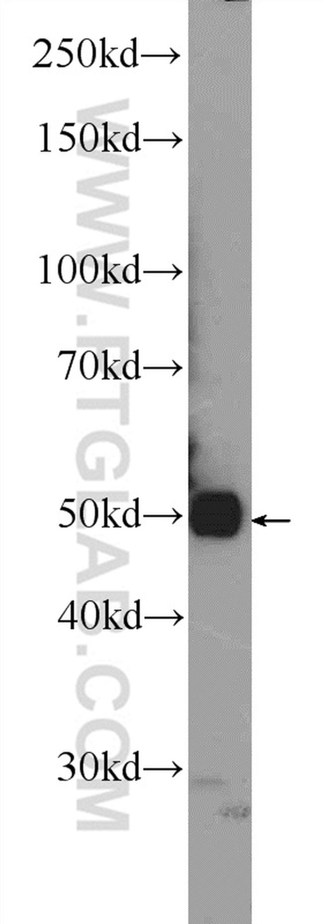 OGG1 Antibody in Western Blot (WB)