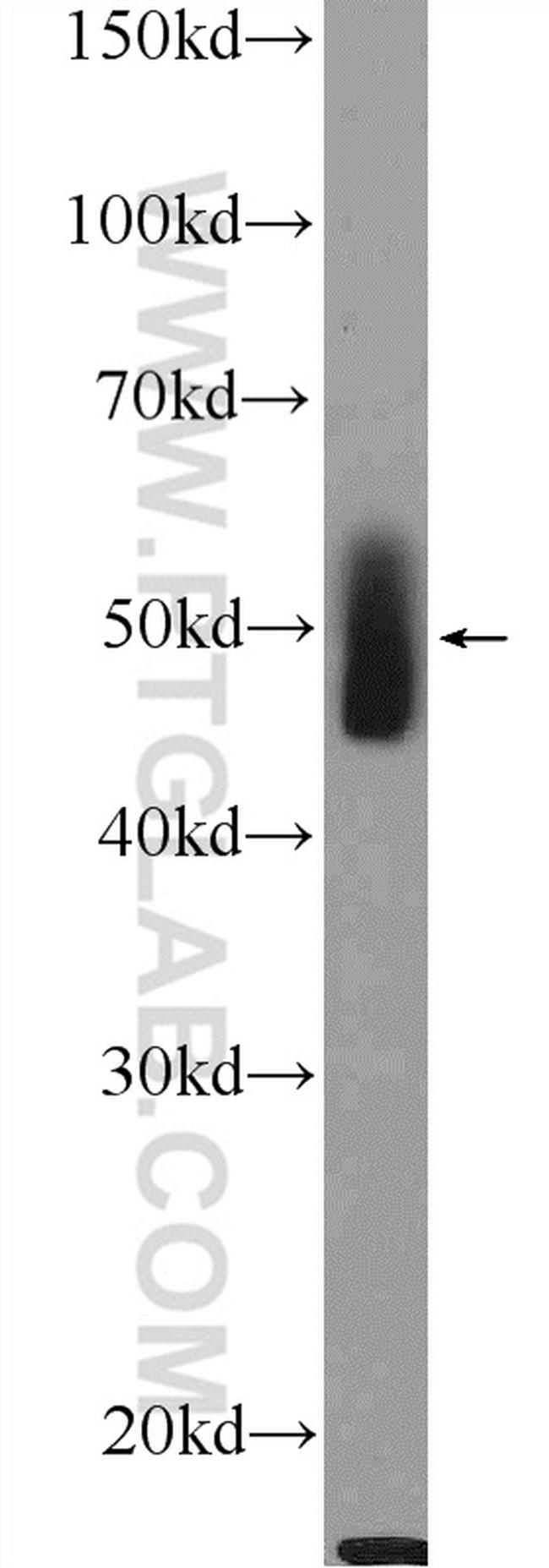 OGG1 Antibody in Western Blot (WB)