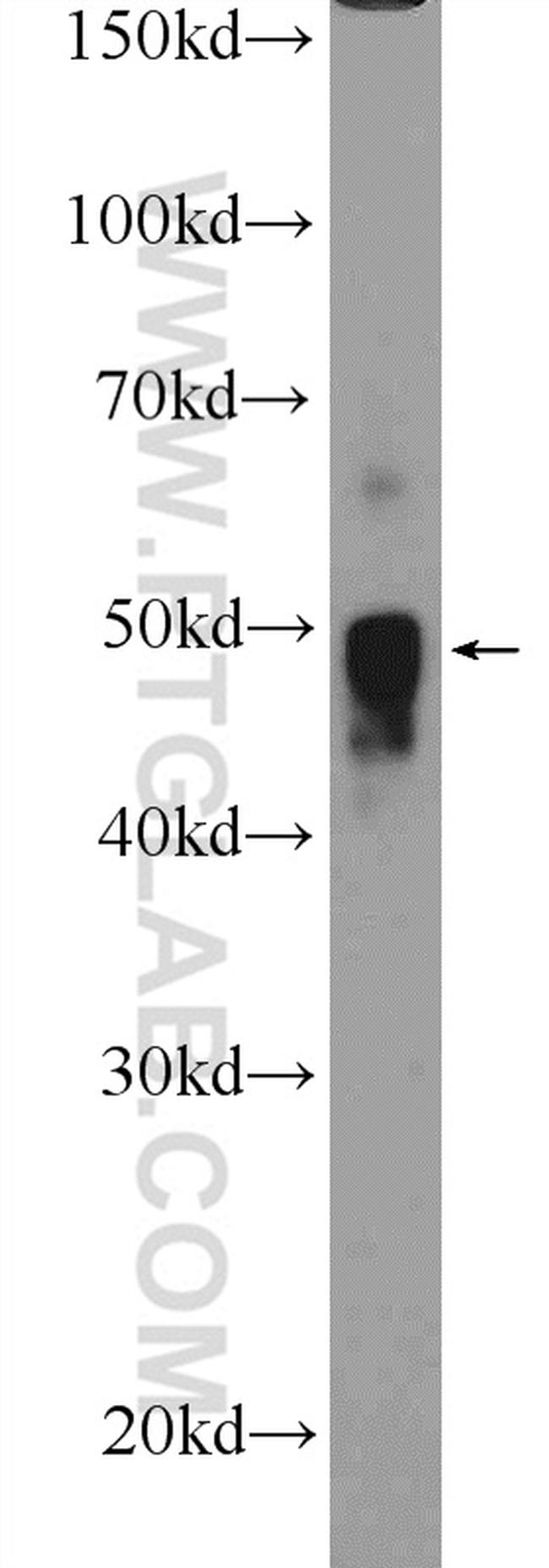 OGG1 Antibody in Western Blot (WB)