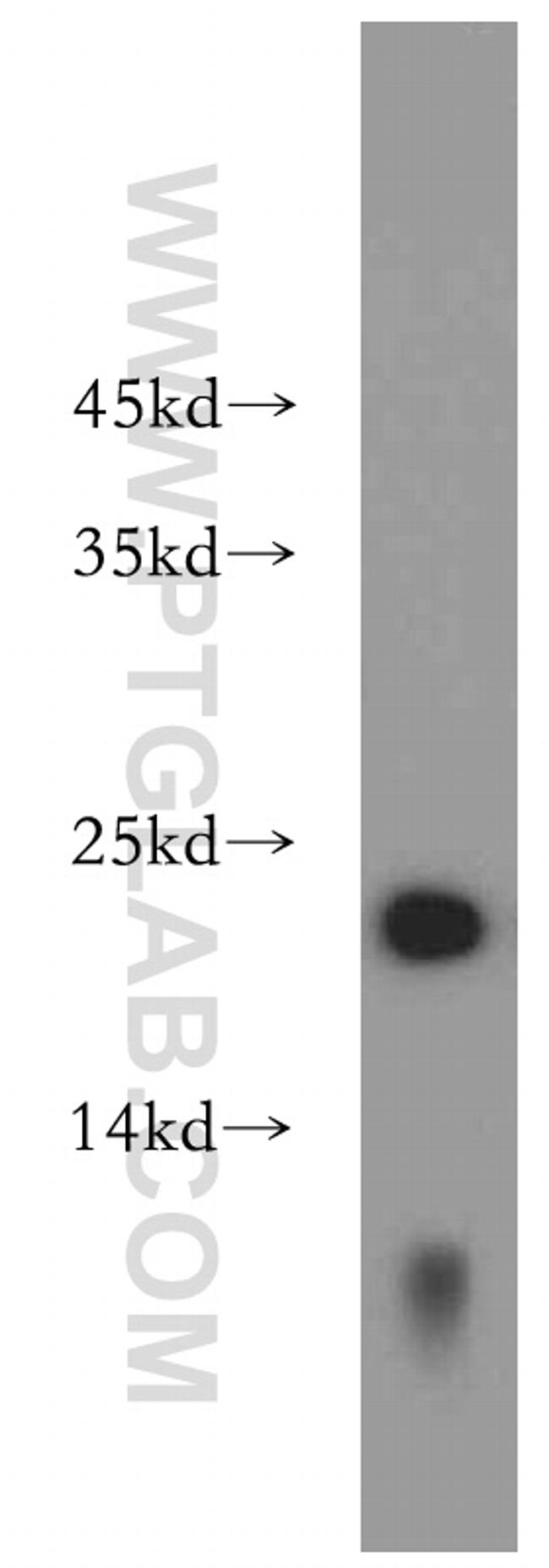 NHP2 Antibody in Western Blot (WB)