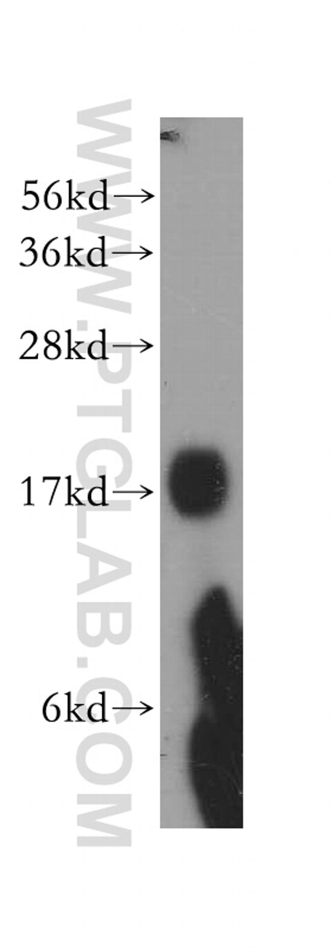 NHP2 Antibody in Western Blot (WB)