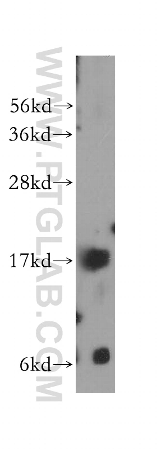 NHP2 Antibody in Western Blot (WB)