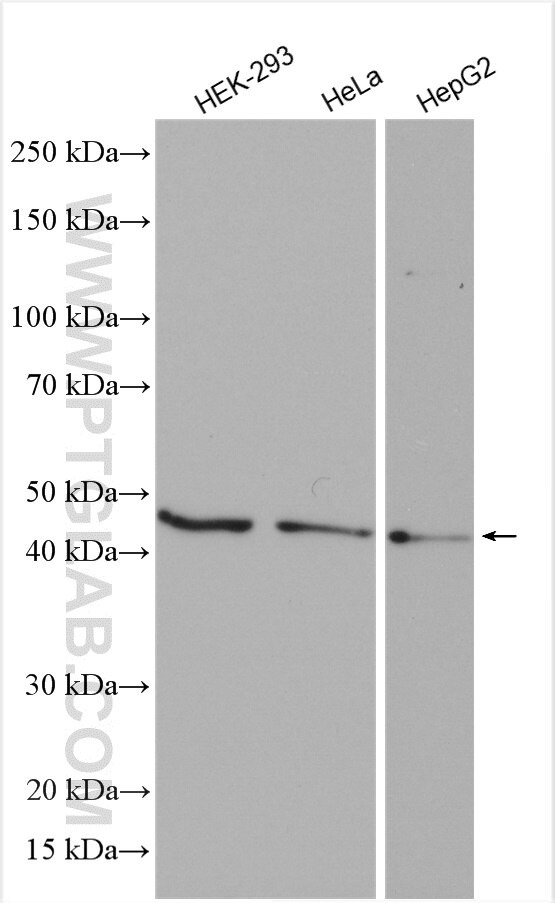 ATG4B Antibody in Western Blot (WB)