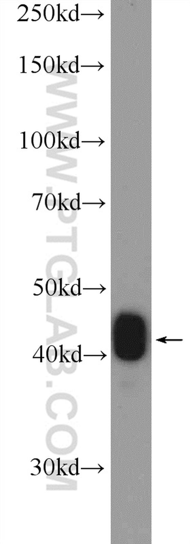 Creatine kinase B type Antibody in Western Blot (WB)