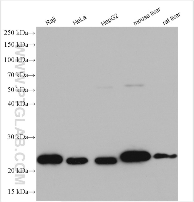 GLO1 Antibody in Western Blot (WB)