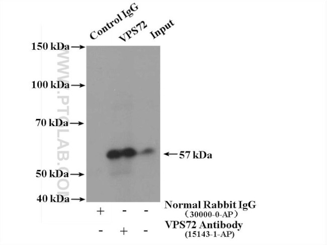 VPS72 Antibody in Immunoprecipitation (IP)