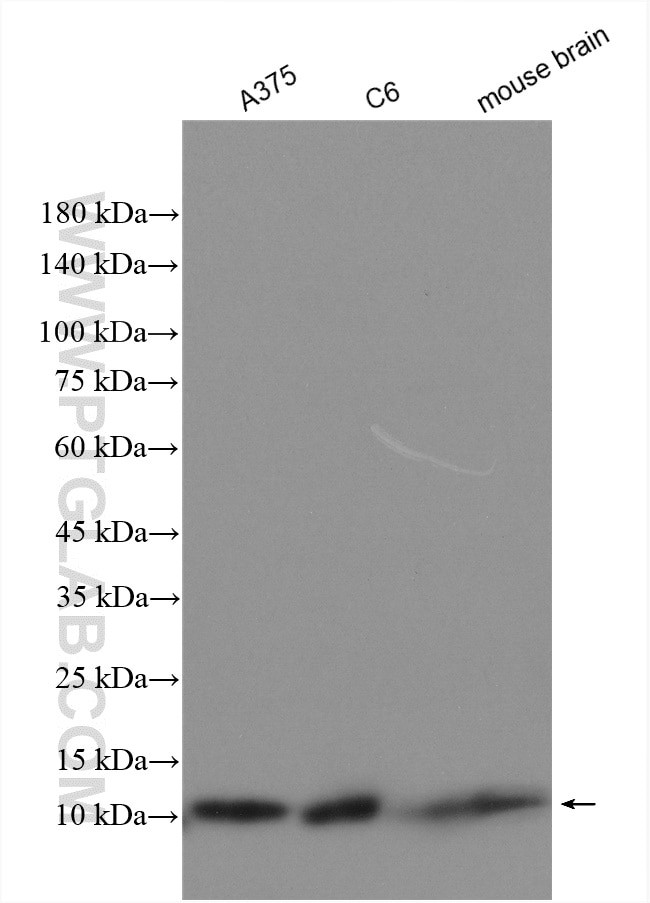 S100 beta Antibody in Western Blot (WB)