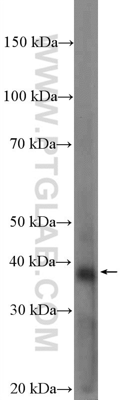 BTN3A2 Antibody in Western Blot (WB)