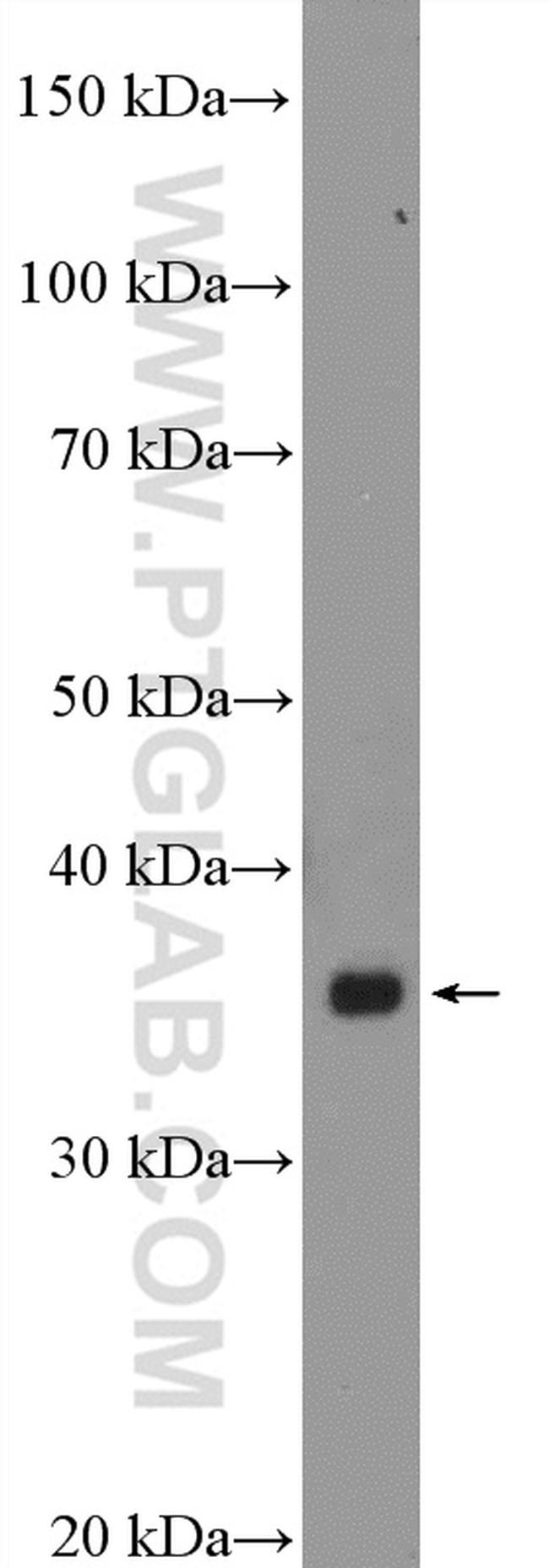 BTN3A2 Antibody in Western Blot (WB)