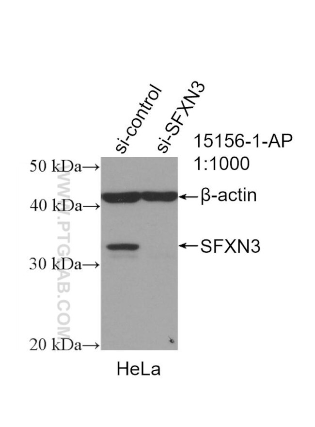 SFXN3 Antibody in Western Blot (WB)