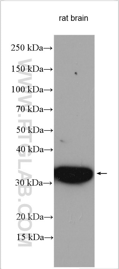 SFXN3 Antibody in Western Blot (WB)